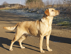Ginny-jan15-250px