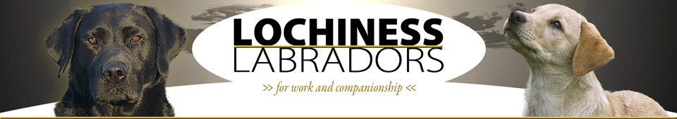Logo Lochiness Labradors